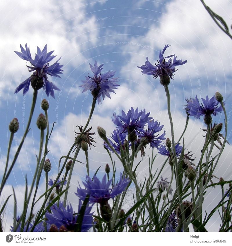 Blüten und Knospen von Kornblumen vor blauem Himmel mit Wolken Blume Blühend Stengel grün Blütenblatt Straßenrand Feld weiß Sommer Juli emporragend lang dünn