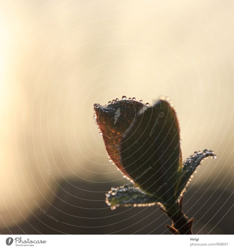 Tauperlen... Umwelt Natur Pflanze Wassertropfen Herbst Blume Blatt Blüte Garten Blühend glänzend leuchten ästhetisch außergewöhnlich dunkel einfach frisch klein