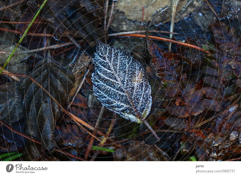 halb herbst | halb winter Pflanze Herbst Winter Eis Frost Blatt kalt natürlich Natur Jahreszeiten Farbfoto Außenaufnahme Nahaufnahme Menschenleer