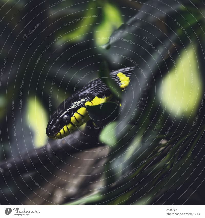 camouflaged Pflanze Baum Tier Schlange 1 braun gelb schwarz Korallenschlange auftauchen Tarnung abrupt Farbfoto Gedeckte Farben Menschenleer Low Key