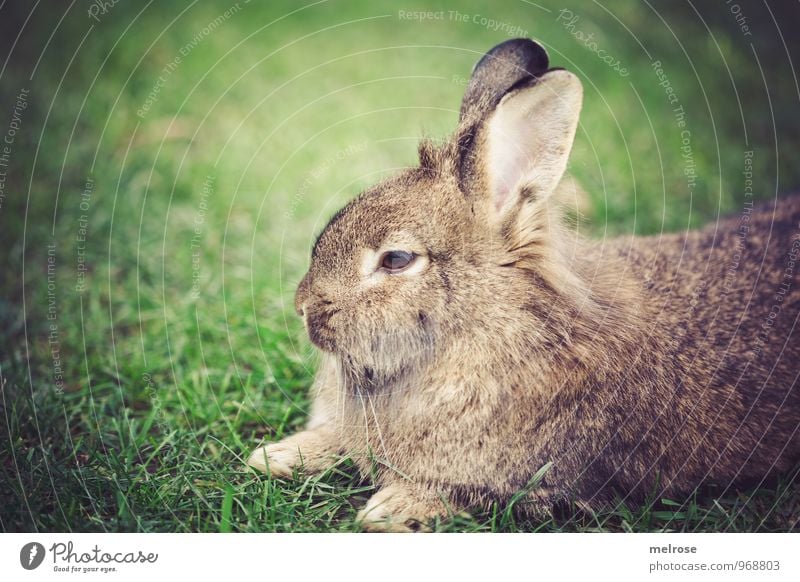 "gmüatlich" Natur Herbst Gras Wiese Tier Haustier Fell Pfote Hase & Kaninchen Zwergkaninchen Löwenkopf Nagetiere Säugetier Tiergesicht 1 Hasenohren Löffel