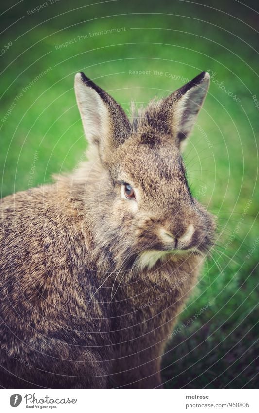 Schnuffi Tier Haustier Tiergesicht Fell Pfote Löwenkopf Zwergkaninchen "Hase," Osterhase Säugetier Nagetier Hase & Kaninchen 1 "Barthaare," Schnauze Hasenohren