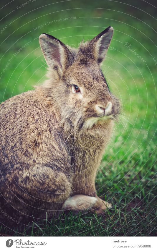 treuherzig Herbst Gras Garten Wiese Tier Haustier Fell Löwenkopf Zwergkaninchen Pfote Säugetier "Nagetiere," Hase & Kaninchen Osterhase Tiergesicht 1 Hasenohren