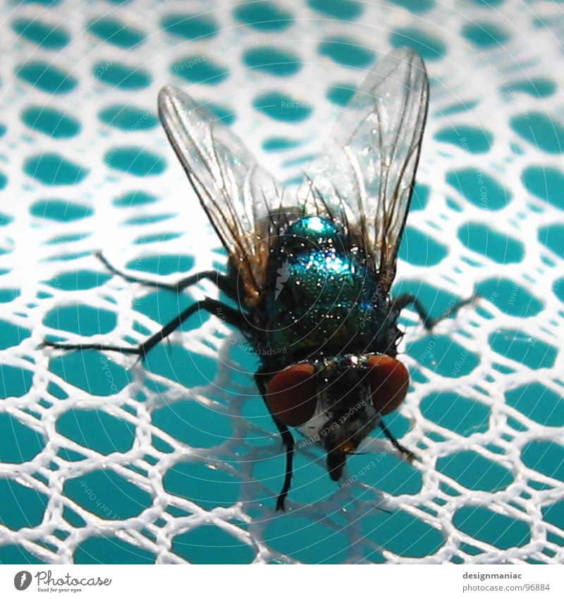 Eine auf einen Streich Schwimmbad hell-blau Insekt schwarz trocknen Sturmfrisur Fönfrisur klein groß Chlor Loch weiß gefangen Wellen verwebt Schnur Geschwader