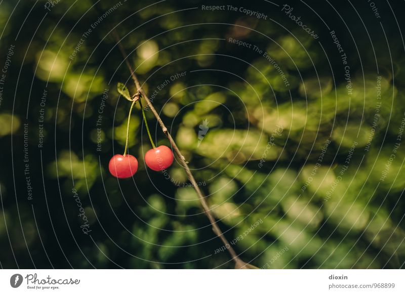 Nachbars Garten Lebensmittel Frucht Kirsche Ernährung Bioprodukte Vegetarische Ernährung Umwelt Natur Pflanze Sommer Nutzpflanze hängen lecker süß rot Farbfoto