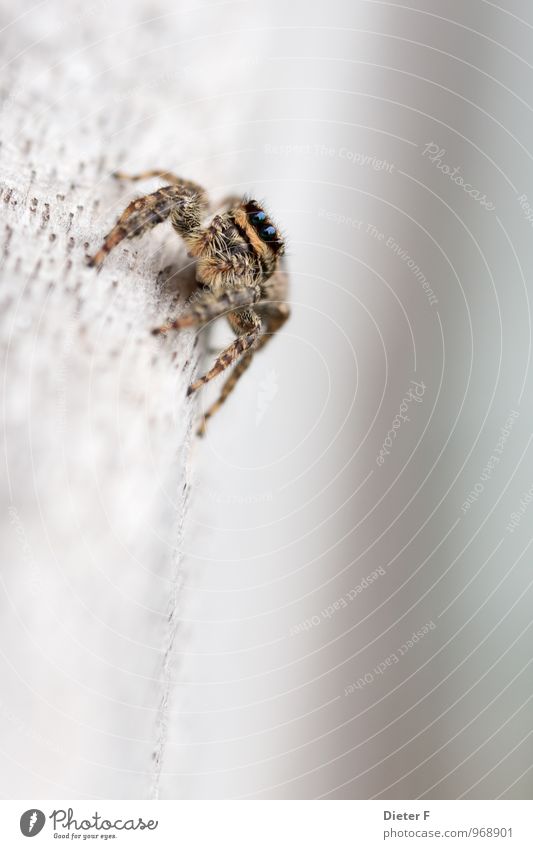 Springspinne (marpissa muskosa) Tier Sommer Spinne Tiergesicht 1 Bewegung Jagd krabbeln rennen springen bedrohlich stachelig wild braun Leben Neugier Interesse