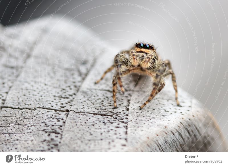 Springspinne (marpissa muskosa) Tier Sommer Spinne Tiergesicht 1 Bewegung Fressen Jagd krabbeln rennen springen bedrohlich stachelig wild braun Leben Neugier