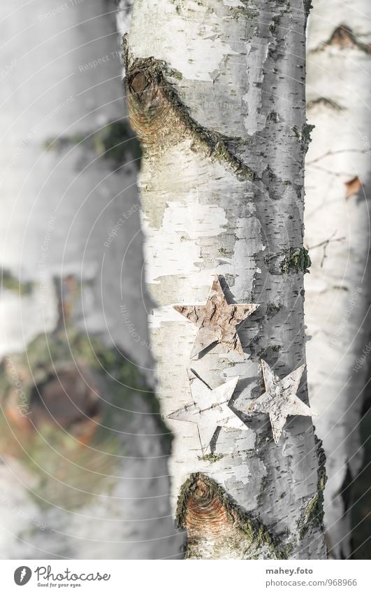 Sternenbaum Weihnachten & Advent Natur Baum Wald natürlich dünn Baumstamm Birke Birkenwald Baumrinde Farben Hintergrundbild Jahr Jahreszeiten Laubbaum