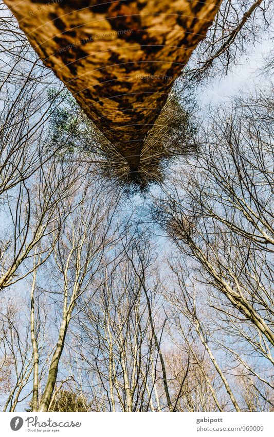 Südpflalz | oben ohne - andersrum Umwelt Natur Landschaft Pflanze Himmel Sonne Sonnenlicht Herbst Winter Schönes Wetter Baum Wald gigantisch blau braun