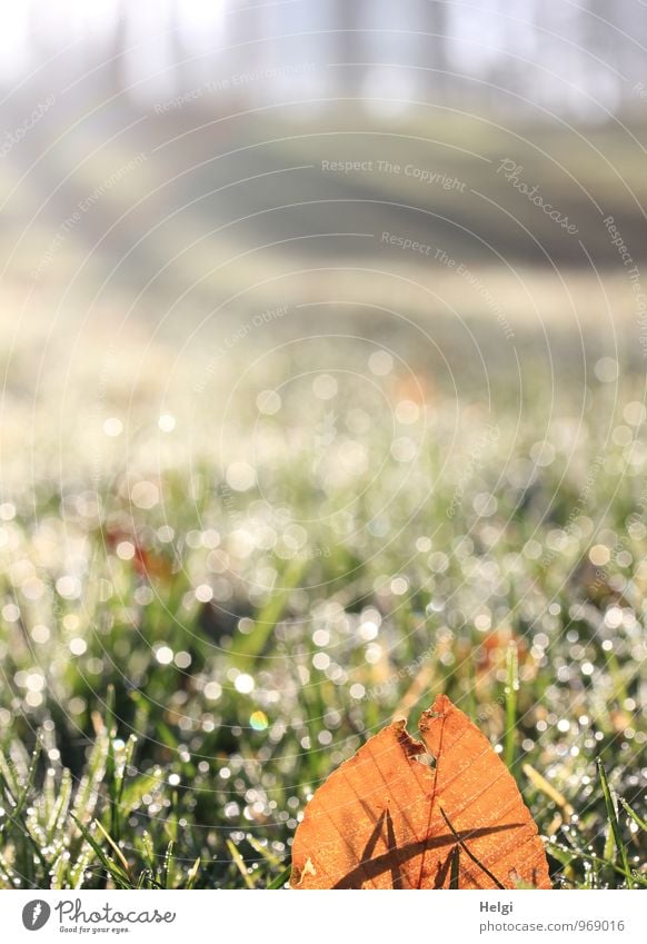 Leuchtblatt.... Umwelt Natur Landschaft Pflanze Herbst Schönes Wetter Eis Frost Baum Gras Blatt Wiese frieren glänzend leuchten dehydrieren Wachstum ästhetisch