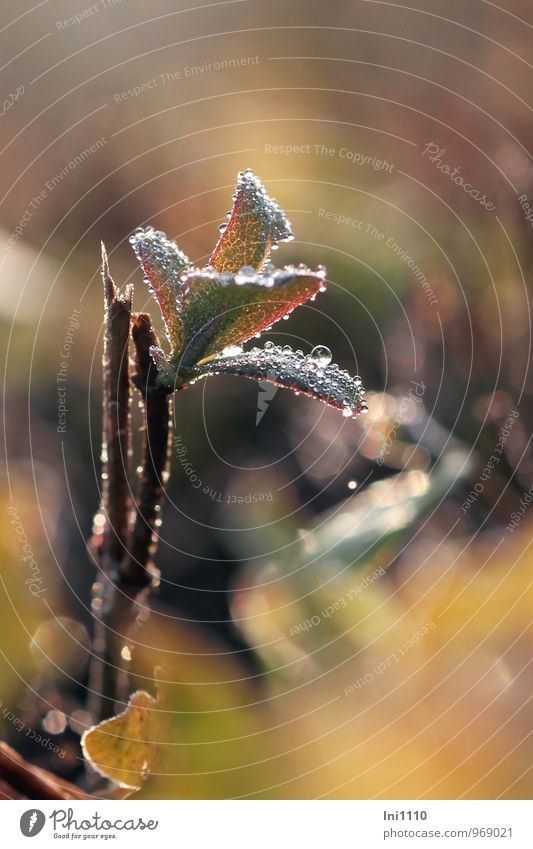 Morgen im November Umwelt Natur Pflanze Luft Wasser Wassertropfen Sonne Sonnenaufgang Sonnenuntergang Sonnenlicht Herbst Schönes Wetter Eis Frost Blatt