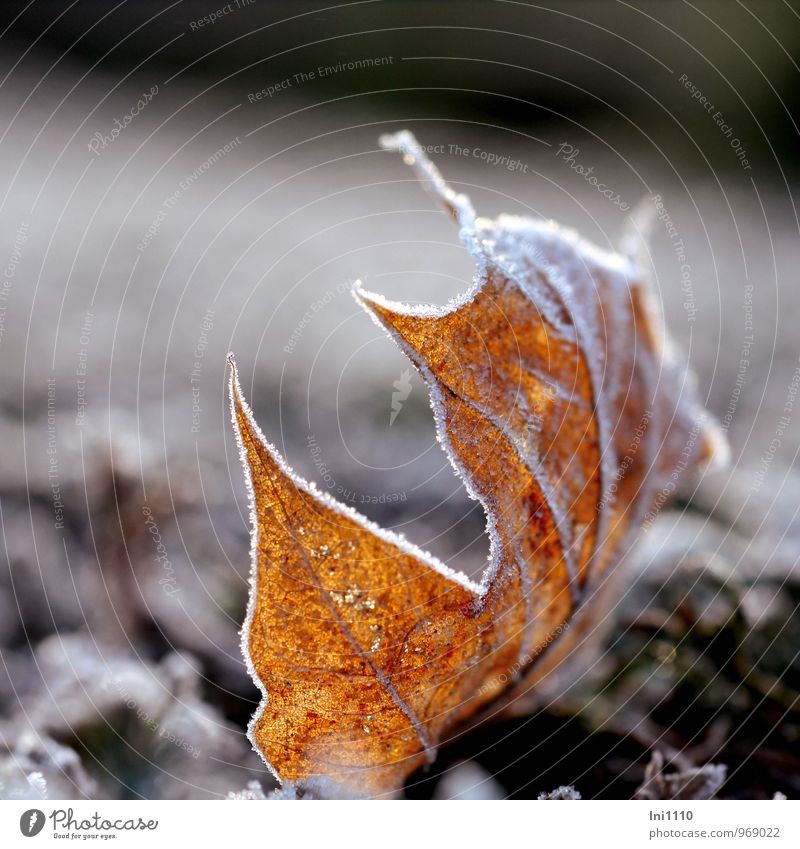 Raureif Pflanze Luft Sonne Sonnenaufgang Sonnenuntergang Sonnenlicht Winter Eis Frost Sträucher Blatt Garten Park glänzend leuchten eckig elegant schön kalt