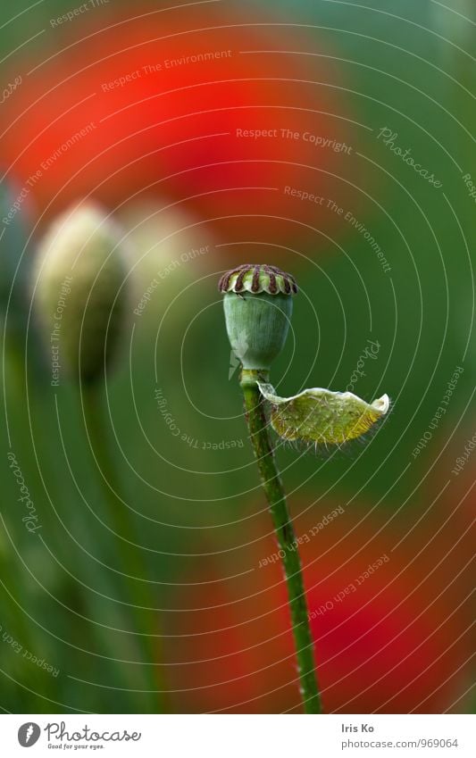 zeitlos schön Umwelt Natur Pflanze Blume Blatt Blüte Wiese Feld Blühend verblüht warten ästhetisch Duft natürlich grün rot Gefühle selbstbewußt standhaft Senior