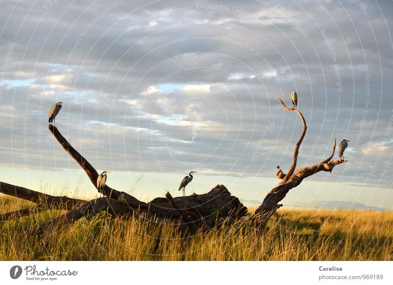 Auf der Lauer Pflanze Tier Wolken Gras Wurzelholz Nationalpark Serengeti NP Tansania Afrika Menschenleer Vogel Schwarm Stimmung Macht loyal geduldig ruhig