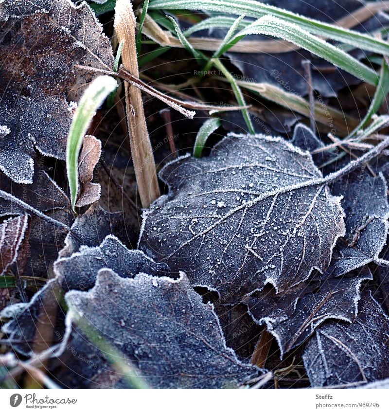 Winterblätter Raureif Bodenfrost Winterkälte Kälteschock nordisch winterliche Kälte winterliche Stille heimisch Winterstille Kälteeinbruch Wintereinbruch