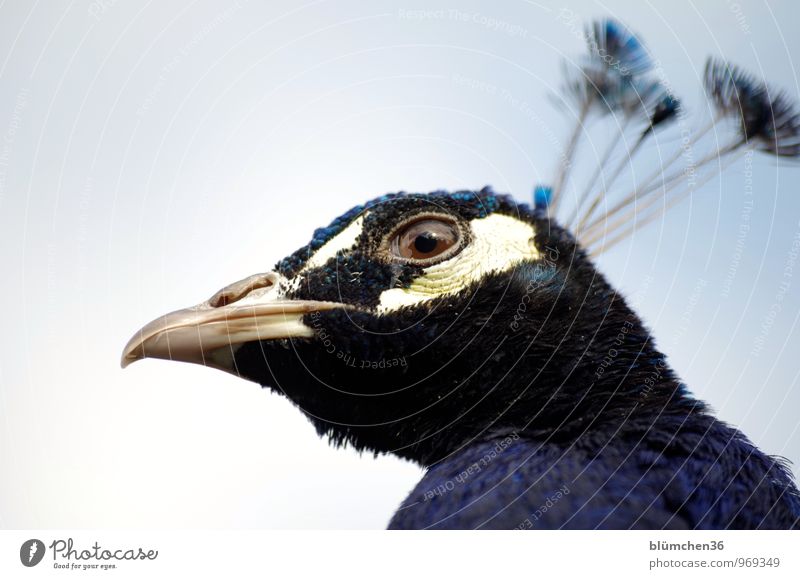 von oben herab Tier Wildtier Vogel Tiergesicht Pfau Hühnervögel Federvieh Pfauenfeder Auge Schnabel Kopf beobachten Blick ästhetisch bedrohlich natürlich