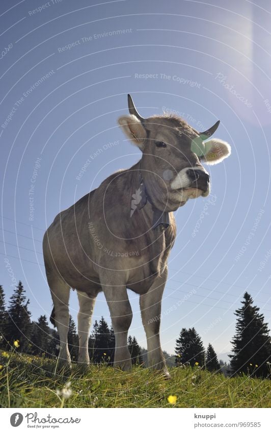 ...und cheese Umwelt Natur Himmel Wolkenloser Himmel Sonne Sonnenlicht Frühling Sommer Schönes Wetter Wärme Gras Alpen Berge u. Gebirge Rigi Tier Nutztier Kuh