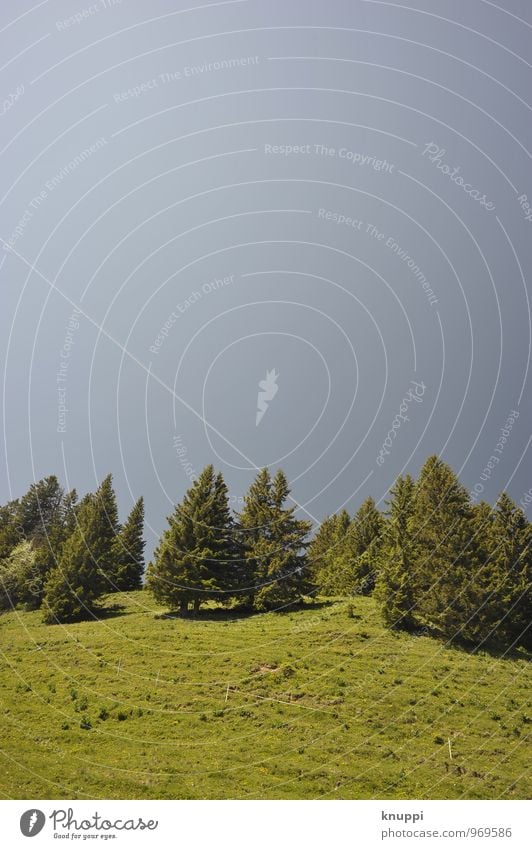 Rigi - Baumgrenze Umwelt Natur Landschaft Pflanze Luft Himmel Wolkenloser Himmel Sonne Sonnenlicht Frühling Sommer Klima Klimawandel Schönes Wetter Wärme Gras