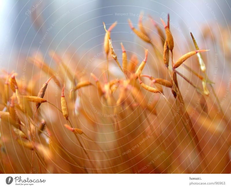 Microcosmos II Makroaufnahme Pflanze Halm Stengel filigran durcheinander Nahaufnahme Korn Natur Samen Ernte Blühend