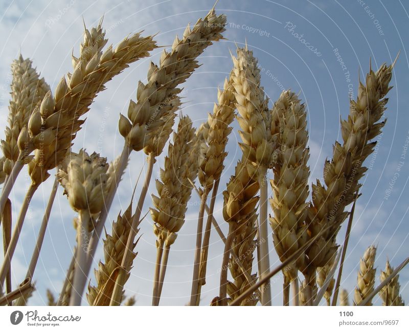 Kornfeld Weizen Feld Sommer Gerste Ernte Halm Ernährung Getreide Lebensmittel