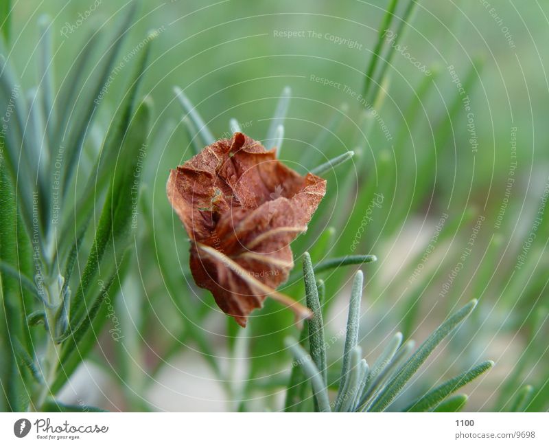 Blatt Gras grün