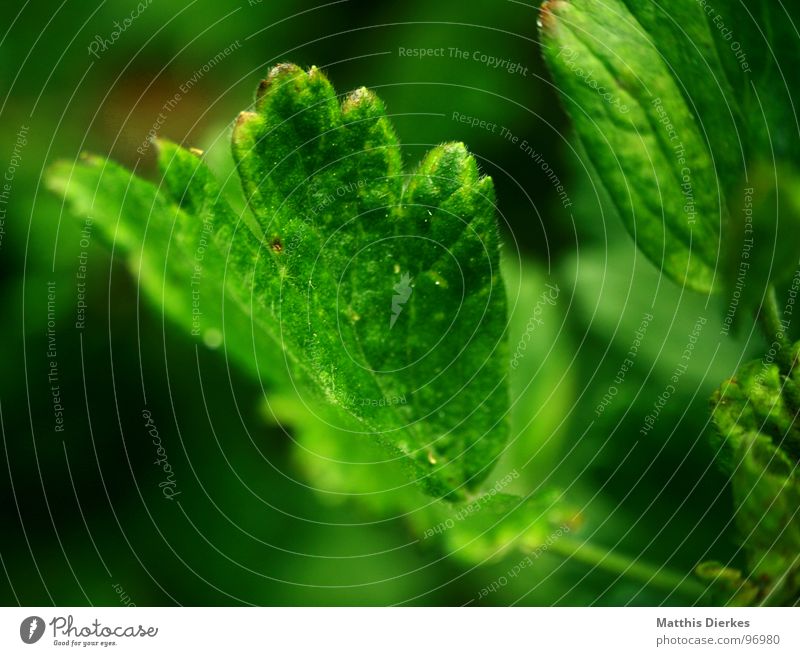 GROWING Blatt Baum Blume Pflanze grün Beleuchtung schimmern Wachstum frisch dezent Unschärfe atmen Luft Balkon Sommer Herbst Jahreszeiten Wetter Natur neu Salat