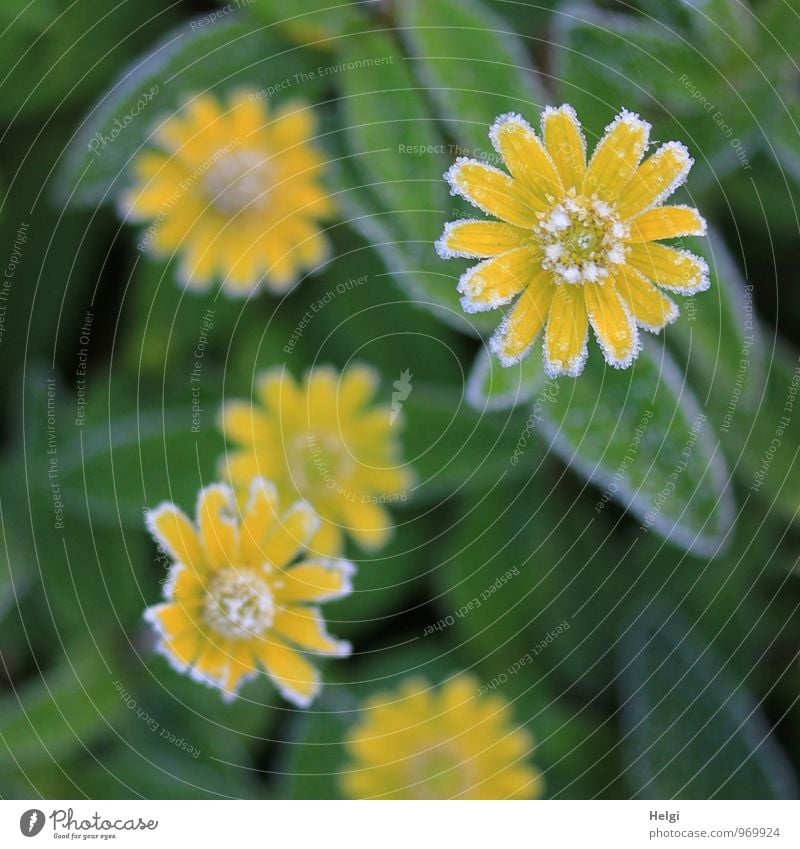 durchhalten... Umwelt Natur Pflanze Winter Eis Frost Blume Blatt Blüte Park Blühend frieren ästhetisch authentisch außergewöhnlich schön kalt klein natürlich