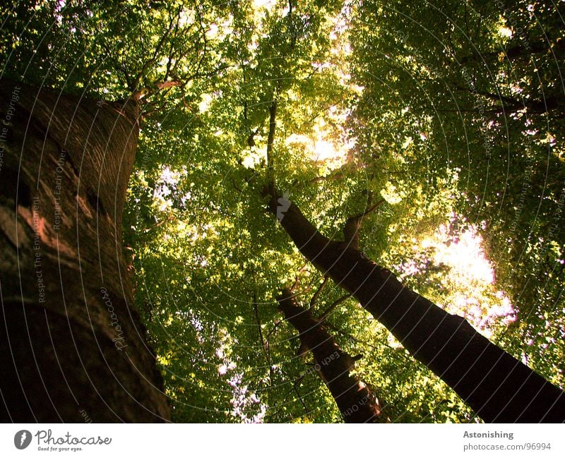 the forest Umwelt Natur Landschaft Pflanze Sommer Wetter Schönes Wetter Baum Blatt Grünpflanze Wald Dach stehen Wachstum ästhetisch bedrohlich dunkel hell hoch