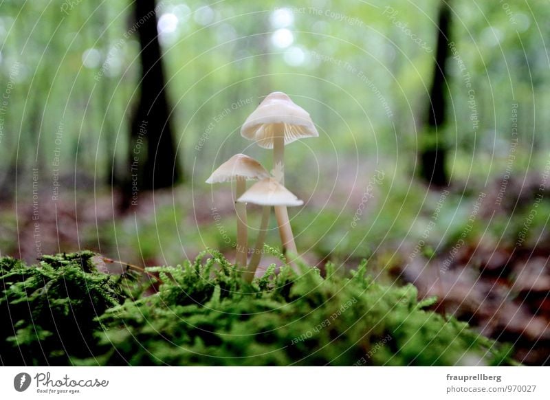 Pilze im Wald Natur Pflanze Herbst Regen Baum Moos Wildpflanze berühren Blühend Erholung festhalten Blick träumen Wachstum ästhetisch authentisch einfach frei