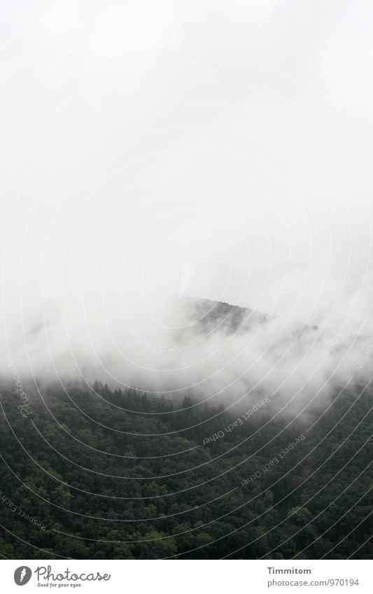 Kopf hoch! Umwelt Natur Landschaft Pflanze Himmel Wolken Herbst schlechtes Wetter Wald Hügel Heidelberg ästhetisch dunkel natürlich grau schwarz weiß Gefühle