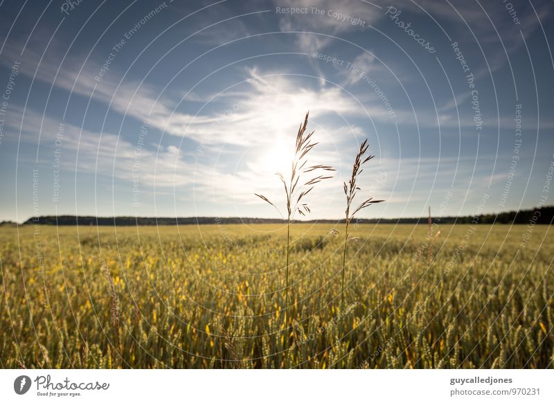 Sommer Lebensmittel Bioprodukte Natur Landschaft Himmel Wolken Horizont Sonne Herbst Schönes Wetter Pflanze Gras Nutzpflanze Weizen Weizenfeld Lebensfreude