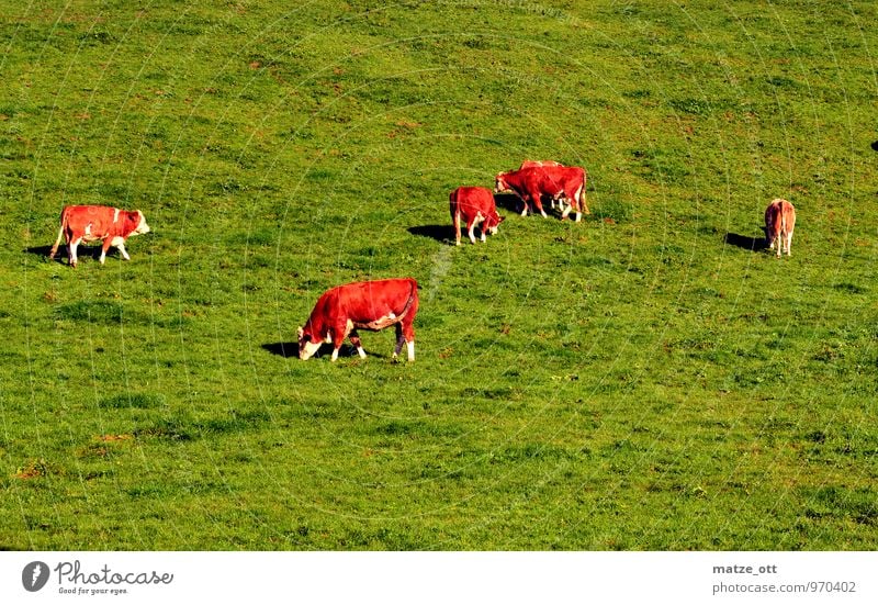 Viererkette in Perfektion Landwirtschaft Forstwirtschaft Natur Tier Sommer Wiese Hügel Alpen Nutztier Kuh Tiergruppe Herde Essen Fressen Glück saftig grün