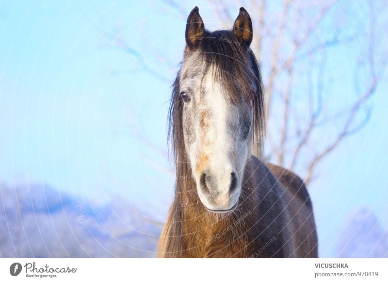 Junges Pferd mit Raureif auf der Nase Natur Landschaft Tier Himmel Winter Schönes Wetter Park Haustier Nutztier 1 Schimmel Araber Vollblut Schneefall Fell Blick