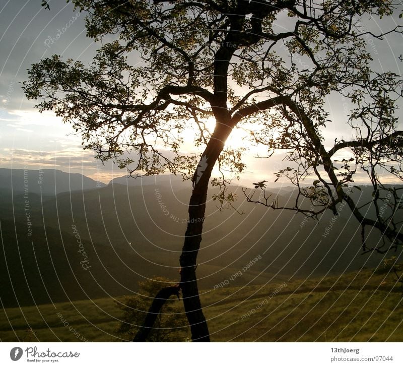 BaumTraum Brasilien Südamerika Fernweh Horizont Sehnsucht Hügel Aussicht Sommer Umwelt Natur Campos Himmel Ferien & Urlaub & Reisen Tal Landschaft Abend