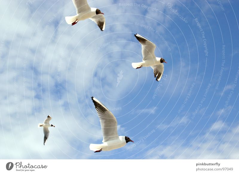 Fly up to the sky III Möwe Vogel Luft Schweben Sommer See Meer Küste Ferien & Urlaub & Reisen weiß braun Erholung Strand Wolken Fächer Beine Froschperspektive