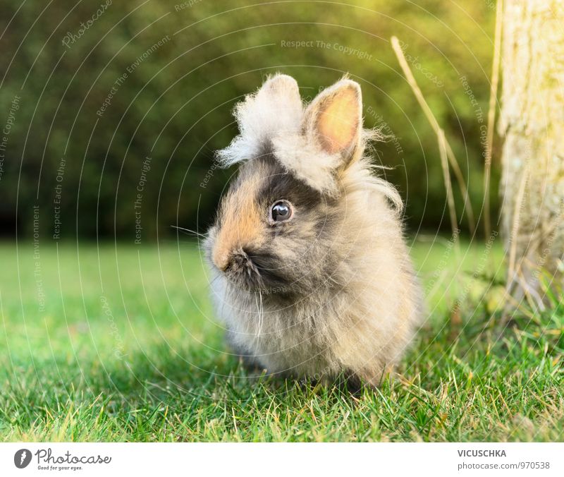 Flauschige Häschen auf grüner Wiese Lifestyle Freizeit & Hobby Garten Baby Natur Frühling Sommer Tier Haustier Nutztier Tiergesicht Fell 1 Hase & Kaninchen