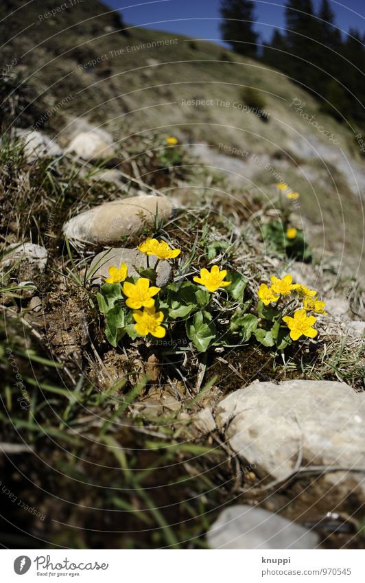 Blümchen Umwelt Natur Landschaft Pflanze Himmel Wolkenloser Himmel Sonne Sonnenlicht Frühling Sommer Schönes Wetter Wärme Dürre Blume Gras Blatt Blüte