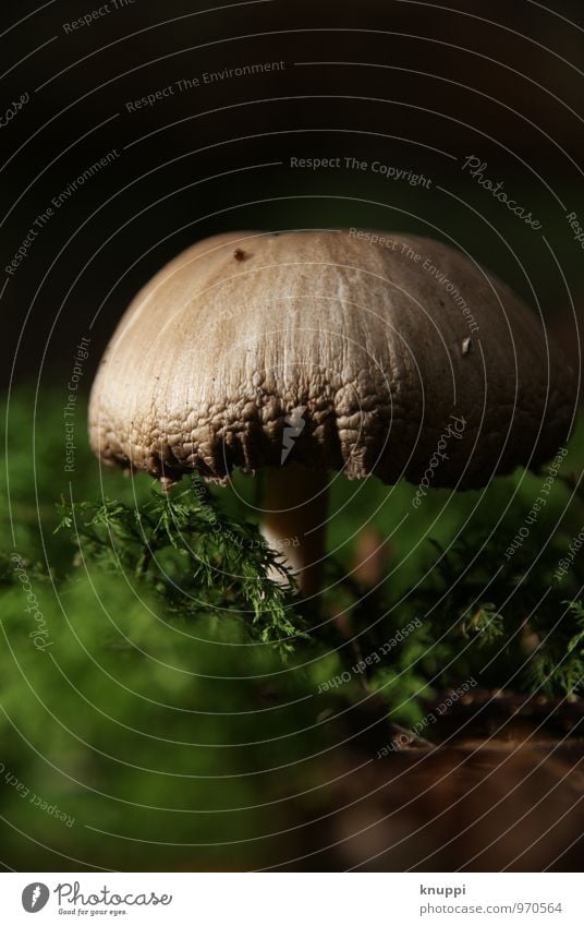 spotlight Umwelt Natur Pflanze Tier Erde Herbst Schönes Wetter Wildpflanze Pilz Pilzhut Park Wald Urwald Hügel Berge u. Gebirge Luzern Schweiz herbstlich