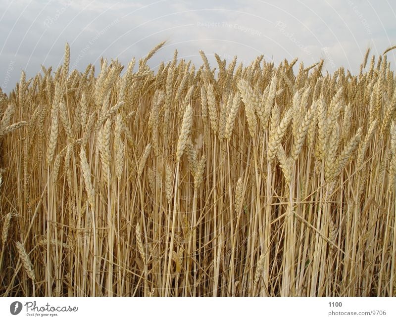 Weizenfeld Feld Korn Himmel Getreide