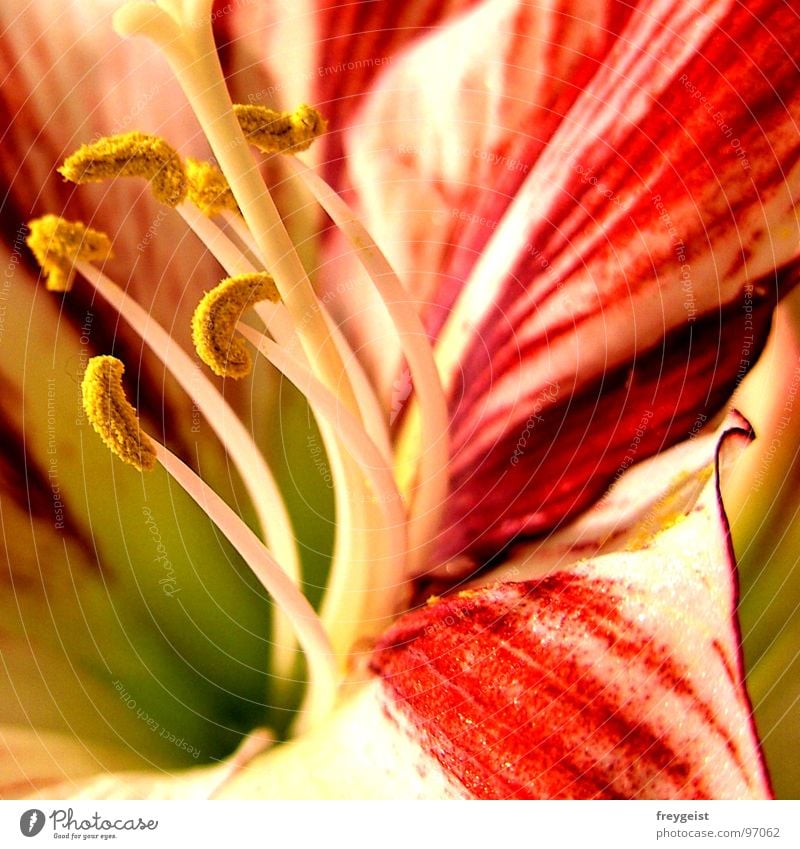 Colourful Amaryllis Blume Amaryllisgewächse Pflanze Detailaufnahme flower Makroaufnahme Nahaufnahme Natur