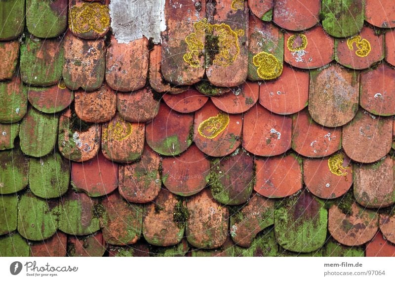 moosdach Dach Backstein Haus Holz Dachfenster Muster Fenster Hintergrundbild Detailaufnahme verfallen alt Biberschwänze Hütte Stein wuchern Fliesen u. Kacheln