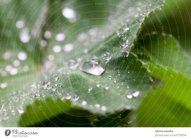 So fresh! Pflanze Gras Sträucher Blatt Coolness Tau frisch biologisch Biologische Landwirtschaft knackig Salatbeilage Morgendämmerung Umwelt ökologisch