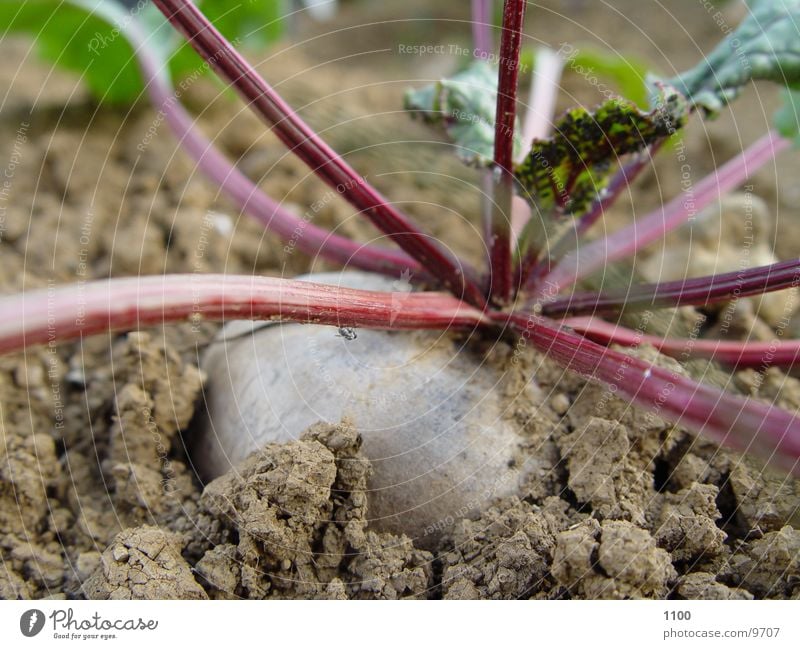 Rote-Bete-Gemüse Gesundheit Garten Makroaufnahme Erde Bodenbelag Gartenbau