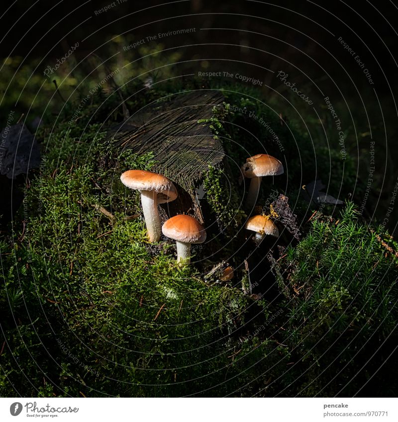 stockworker Natur Urelemente Erde Sonnenlicht Herbst Moos Wald Zeichen Arbeit & Erwerbstätigkeit gebrauchen authentisch wild Partnerschaft Kraft Verfall