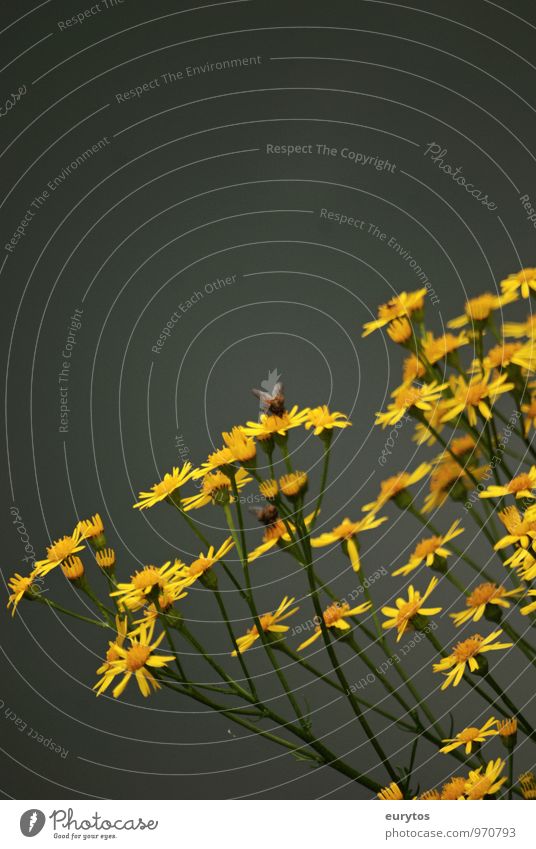 Blütezeit Gesundheit Wellness Leben harmonisch Wohlgefühl Sinnesorgane Erholung ruhig Duft Umwelt Natur Pflanze Tier Sommer Klima Klimawandel Blume Grünpflanze