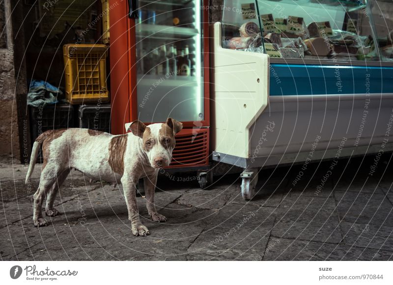 *3.100* Wurstfachverkäuferin Wurstwaren Stil Ferien & Urlaub & Reisen Städtereise Stadt Altstadt Straße Hund stehen warten authentisch dreckig frisch lustig