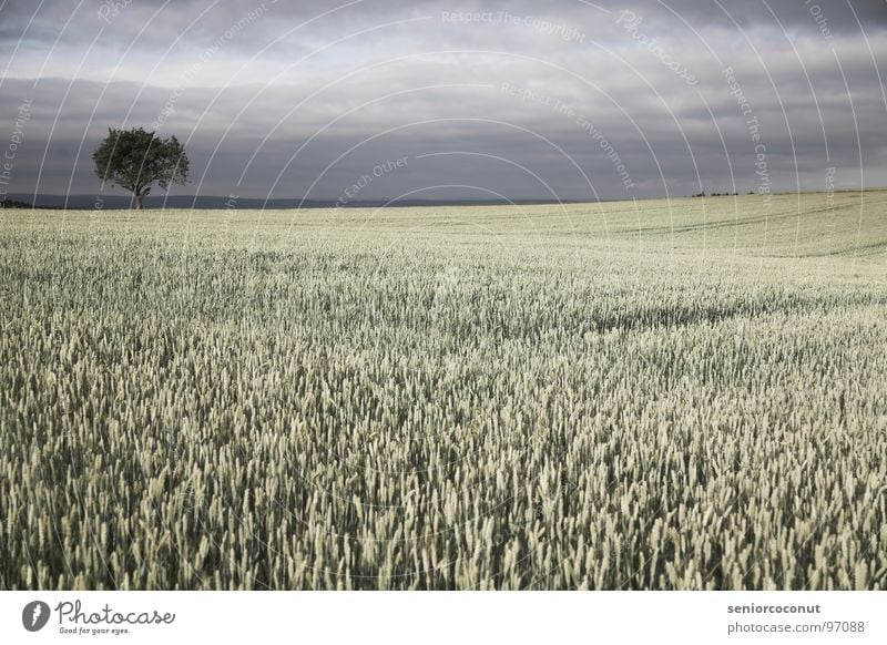 Es wird Regen geben Weizen Baum Feld Landwirtschaft Getreide Himmel Gewitter Pflanze Ackerbau