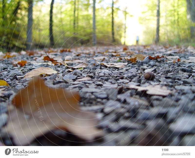 Waldweg Fußweg Blatt Herbst unten Licht Baum Verkehr Straße Bodenbelag Stein