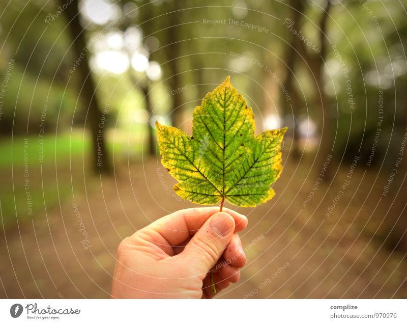 Vergänglichkeit Umwelt Natur Landschaft Klima Pflanze Baum Blatt Garten Park Wiese Wald Stadtzentrum braun mehrfarbig gelb gold grün herbstlich Herbstlaub