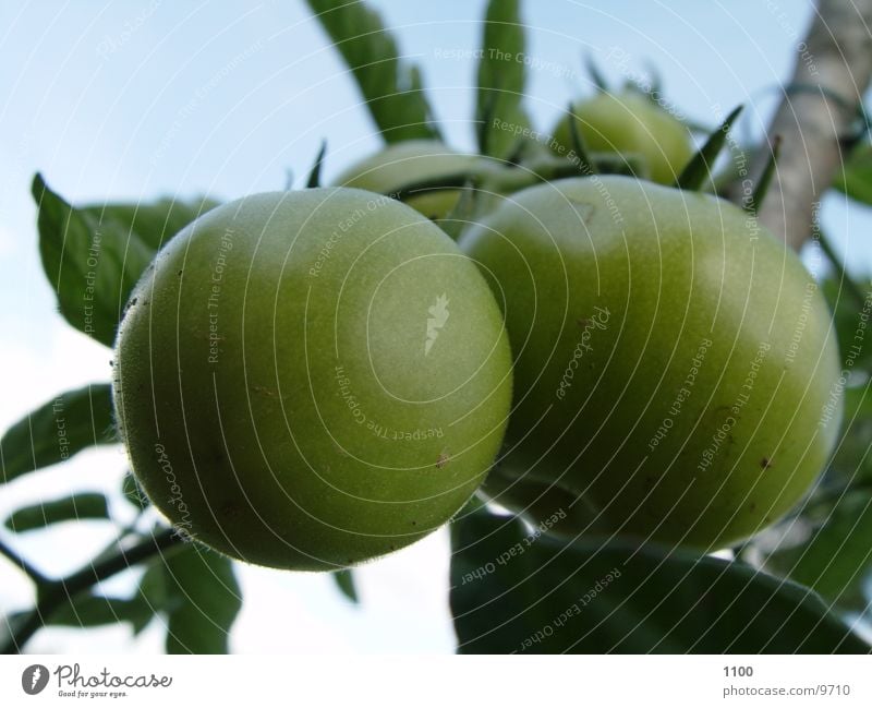 Grüne Tomaten grün Gesundheit Garten Gartenbau Makroaufnahme Strauchtomate